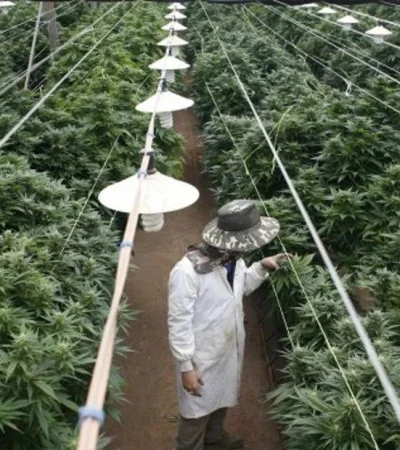 produccion-cannabis-jpg.