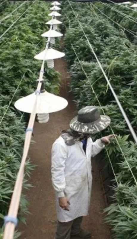 produccion-cannabis-jpg.