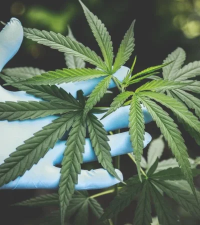 pexels-aphiwat-chuangchoem-2178565-jpg.