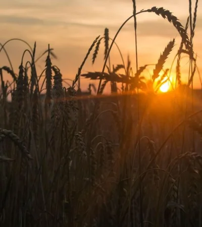 pexels-irina-iriser-881617-jpg.