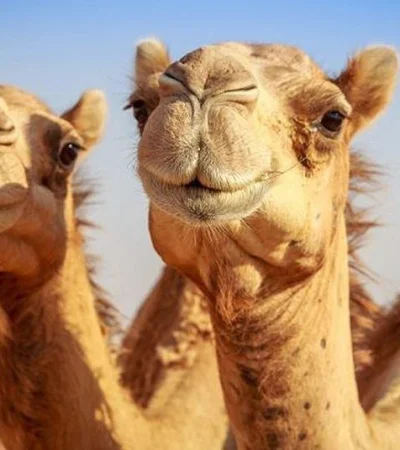 camellos