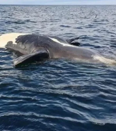 ballena-muerta-patagonia-jpg.