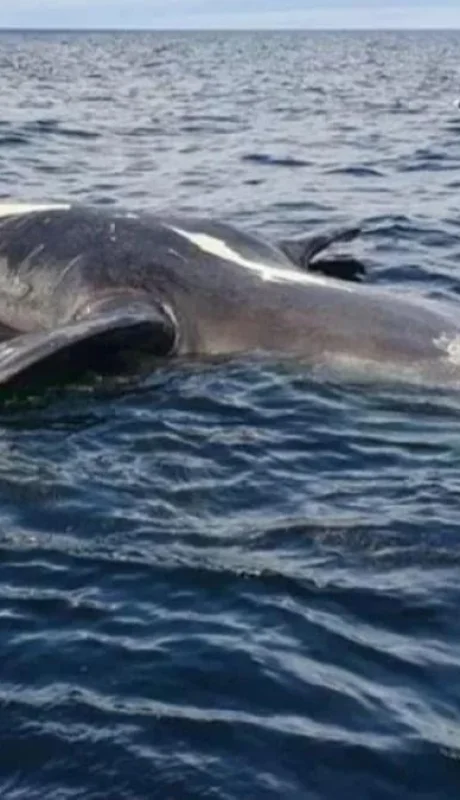 ballena-muerta-patagonia-jpg.
