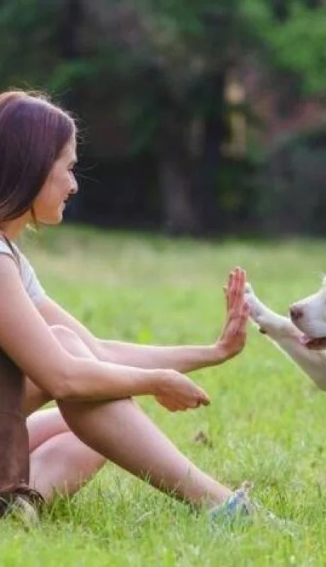 pasear-con-perros-jpeg.