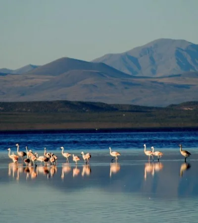 laguna-llancanelo-jpg.