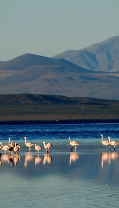 laguna-llancanelo-jpg.