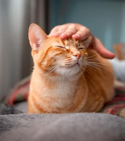 como-acariciar-a-un-gato-51405-orig-jpg.