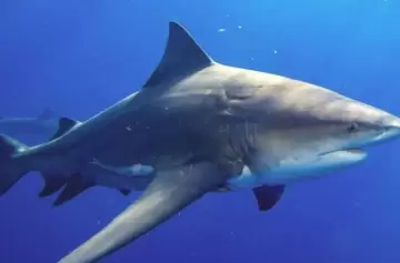 Encontraron cocaína en los animales menos esperados: los tiburones