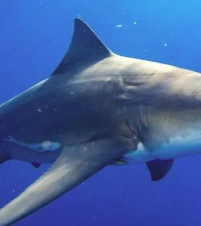 ¿Tiburones cocainómanos?