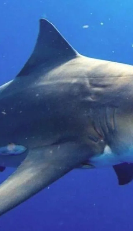 ¿Tiburones cocainómanos?