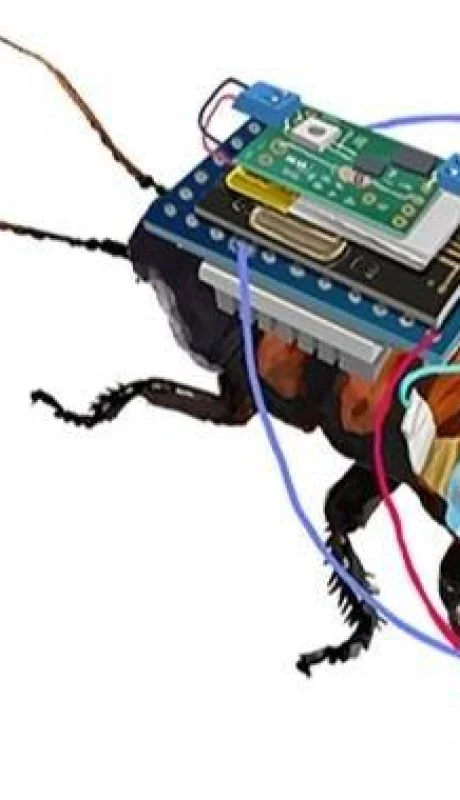 cucarachas-cyborg-vidas-rescate-terremoto-experimento-jpg.