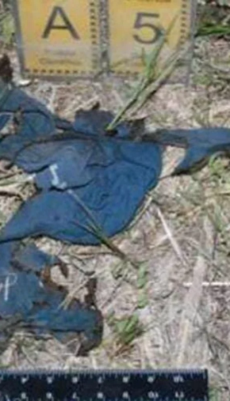 merlo-joven-muerto-descampado-2-jpg.