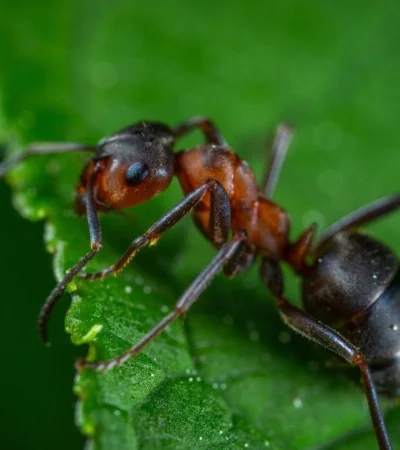 pexels-egor-kamelev-1104974-jpg.