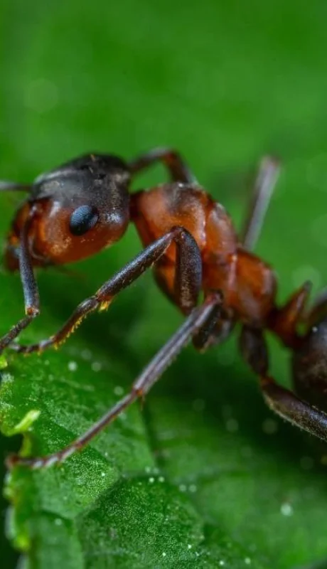 pexels-egor-kamelev-1104974-jpg.