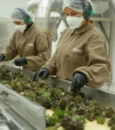 planta-de-cannabis-jpg.