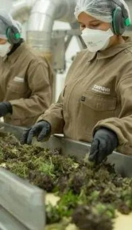 planta-de-cannabis-jpg.