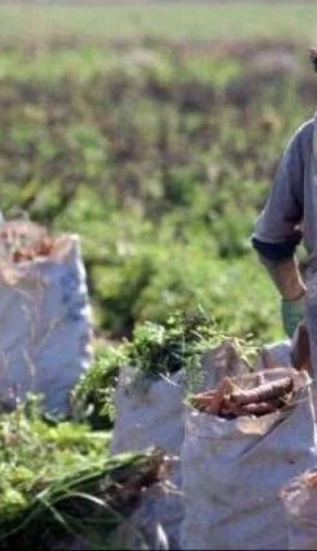 crecio-el-empleo-en-negro-y-el-trabajo-infantil-jpg.