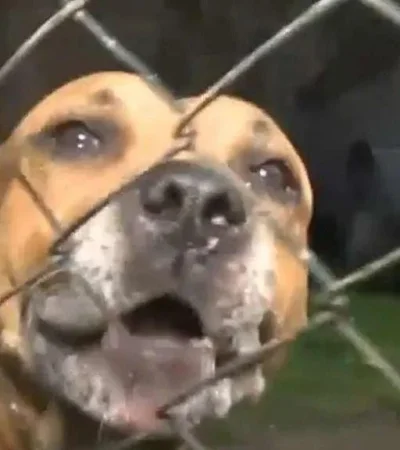 un-perro-le-arranco-el-brazo-a-un-ladron-para-defender-a-sus-duenos-jpg.