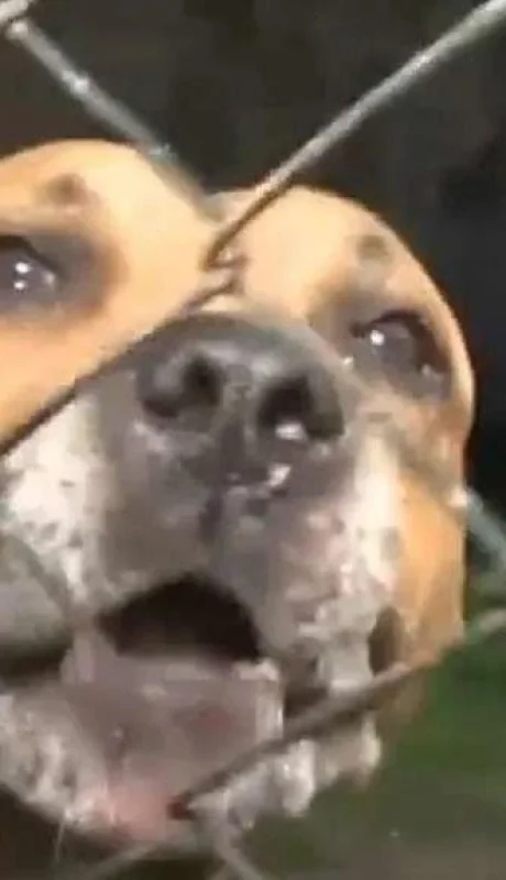 un-perro-le-arranco-el-brazo-a-un-ladron-para-defender-a-sus-duenos-jpg.