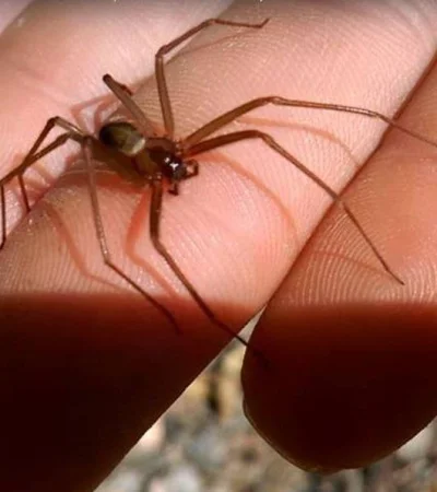 arana-de-rincon-jpg.