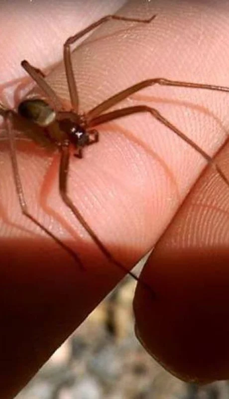 arana-de-rincon-jpg.