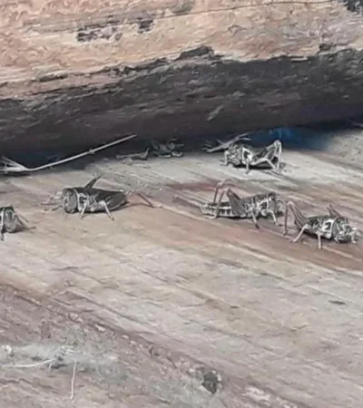 una-invasion-de-langostas-genero-preocupacion-jpg.