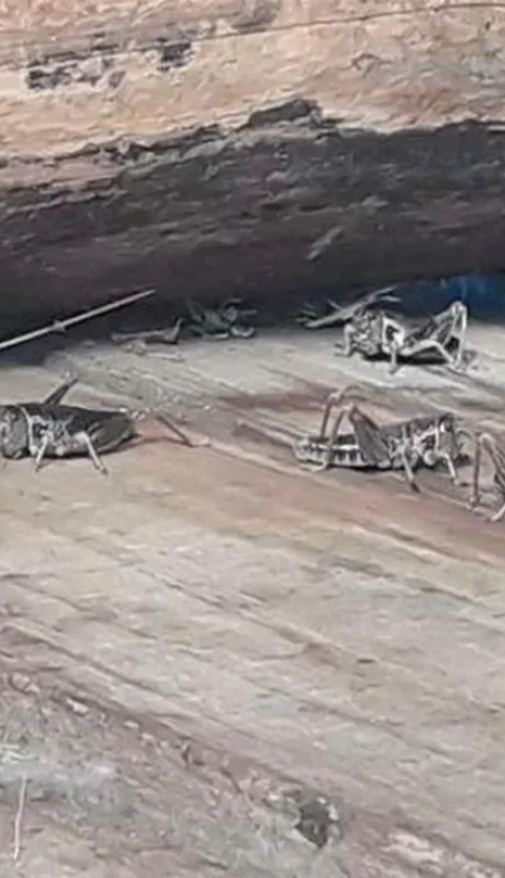 una-invasion-de-langostas-genero-preocupacion-jpg.