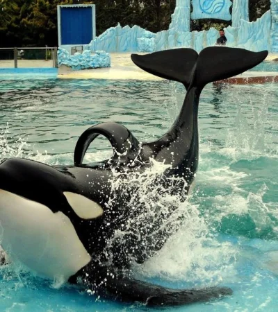 mundo-marino-orcas-jpg.