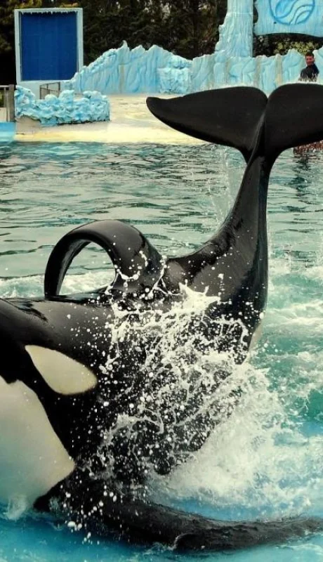 mundo-marino-orcas-jpg.