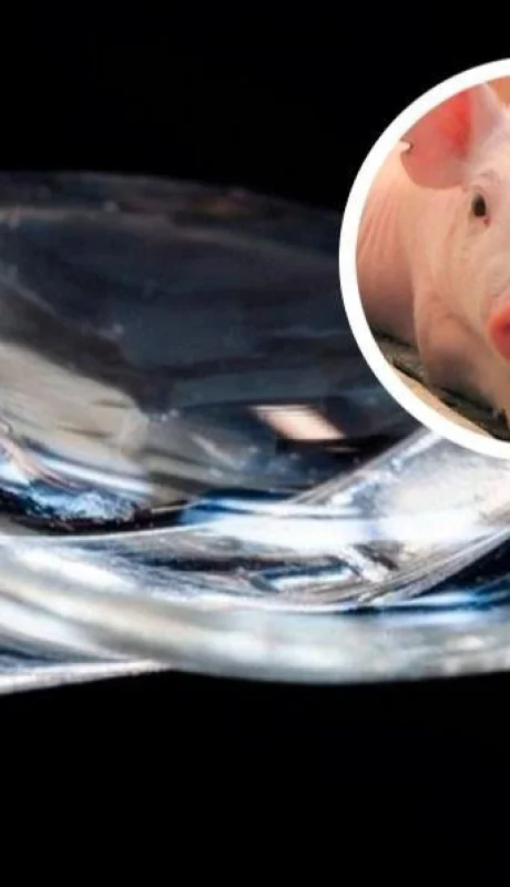 cornea-cerdos-vista-ojos-jpg.