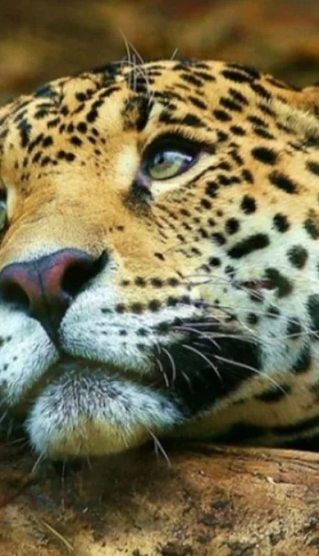 dia-mundial-del-yaguarete-jpg.