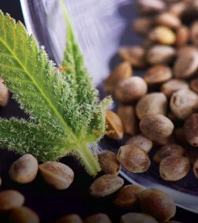 semillas-de-cannabis-argentina-ley-jpg.