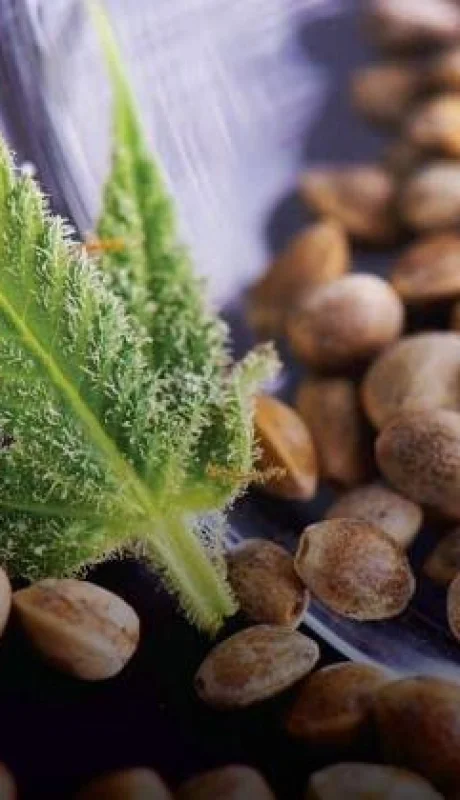 semillas-de-cannabis-argentina-ley-jpg.