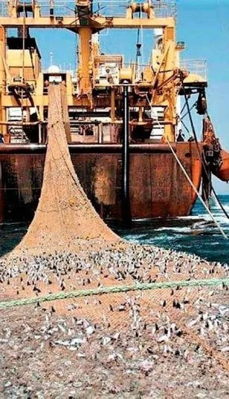 conapesca-ilegal-jpg.