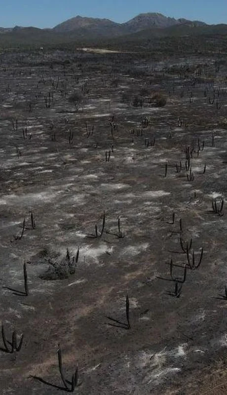 incendios-cordoba-01-jpeg.