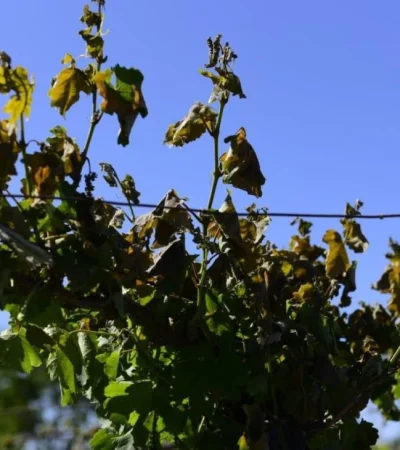 heladas-rivadavia-jpeg.