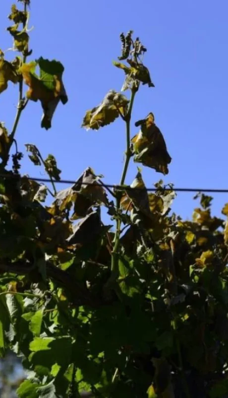 heladas-rivadavia-jpeg.