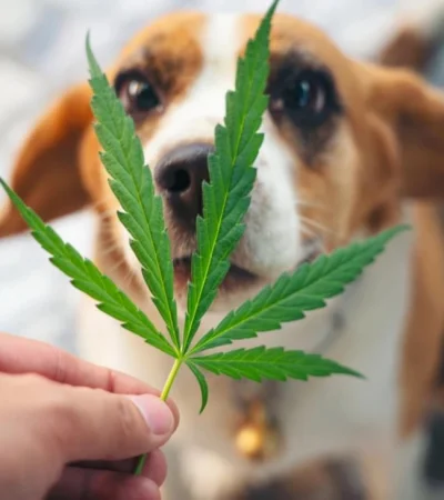 74470f53-bdd5-407c-aa28-7360f133a07f-png.