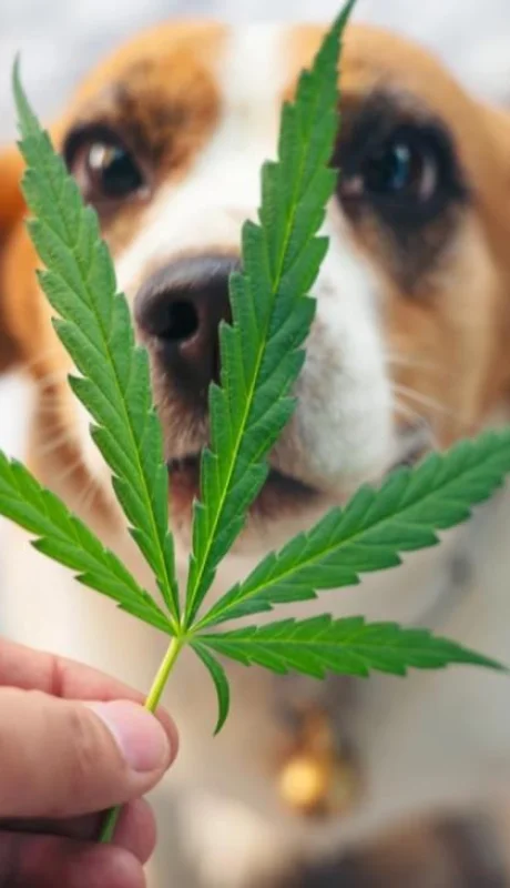 74470f53-bdd5-407c-aa28-7360f133a07f-png.