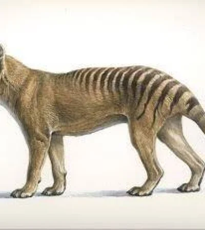 tigre-de-tasmania-jpg.