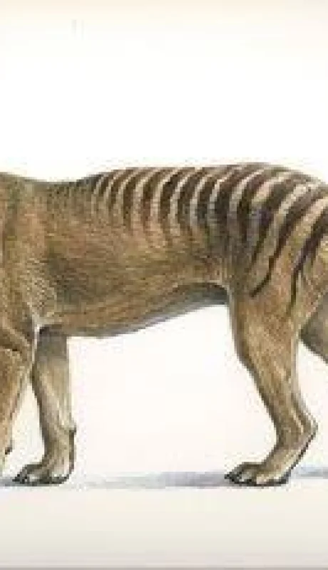 tigre-de-tasmania-jpg.