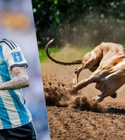 portada-di-maria---galgo-mesa-de-trabajo-1-1-jpg.