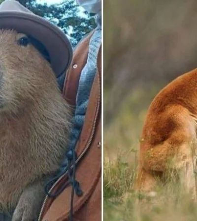 carpincho-canguro-jpg.