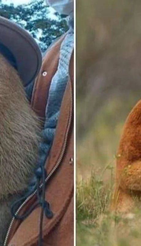 carpincho-canguro-jpg.