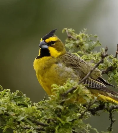 cardenal-amarillo-jpg.