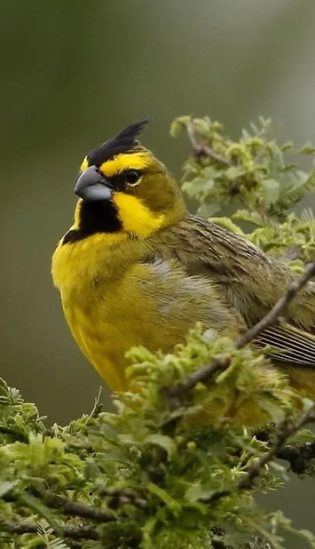 cardenal-amarillo-jpg.