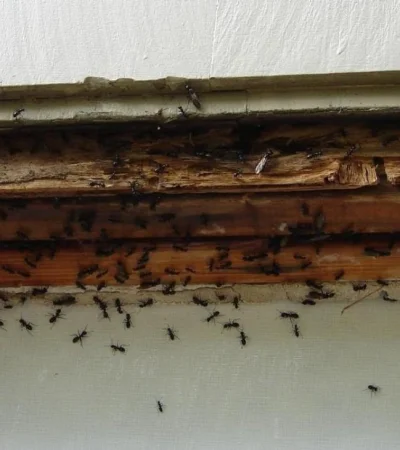 hormigas-en-la-cocina-8-causas-y-soluciones-jpg.