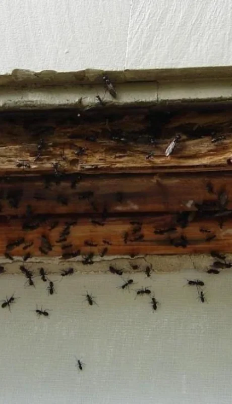 hormigas-en-la-cocina-8-causas-y-soluciones-jpg.