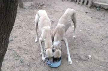 Rescataron a seis galgos que usaban para alimentar a una pitbull