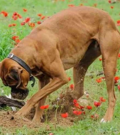 perro-cavando-esconder-comida-455-jpg.